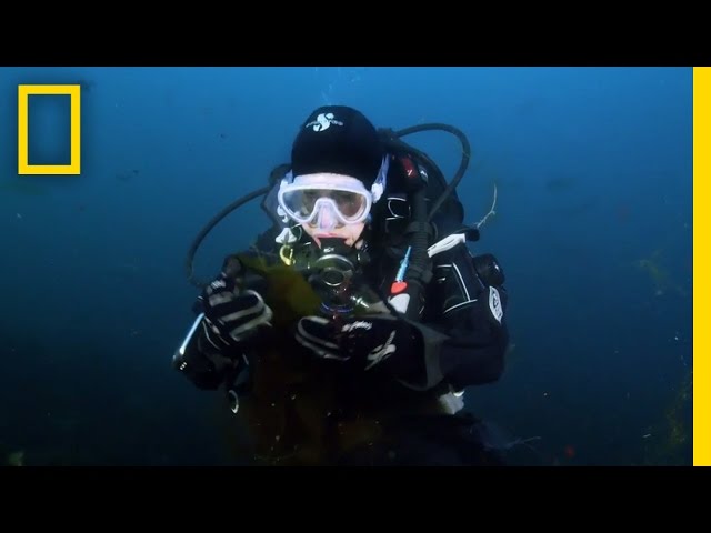Save the Ocean, Save Ourselves | Sea of Hope: America's Underwater Treasures