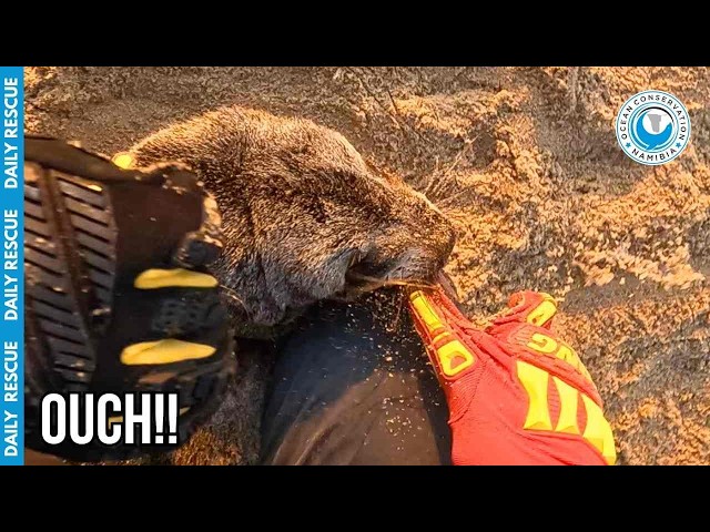 He Bit Down and Refused to Let Go! (Tense Seal Rescue)