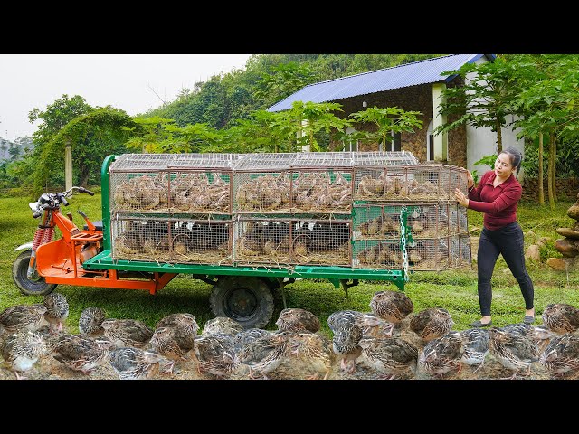 Using 3-wheeled Truck to Transport A Lot Of Quail Go To Market Sell - Transport Old Motorcycle