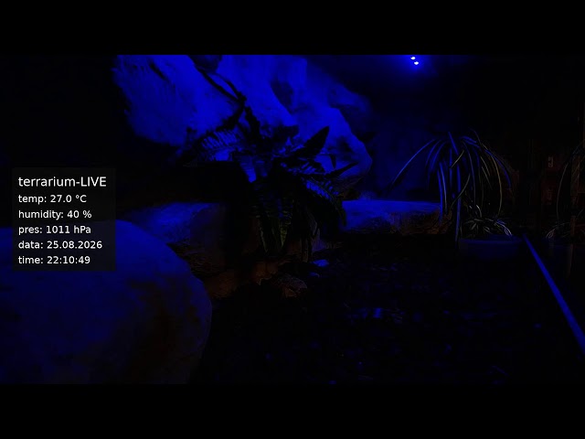 terrarium-LIVE 🔴 25/08/2026 🐍 Ball Python Regius Snake