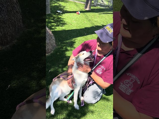 NEW A5723122 Tails | Siberian Husky Mix