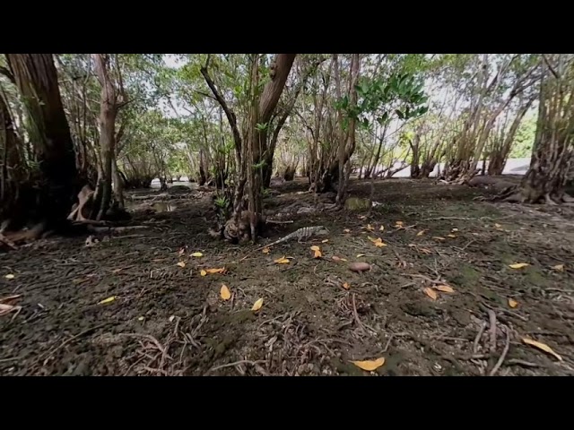 Wild Iguana in Panama 3D