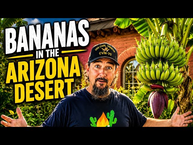 How I Grow Bananas in the Arizona Desert