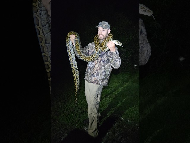 Catching a 12 Foot Burmese Python in the Florida Everglades