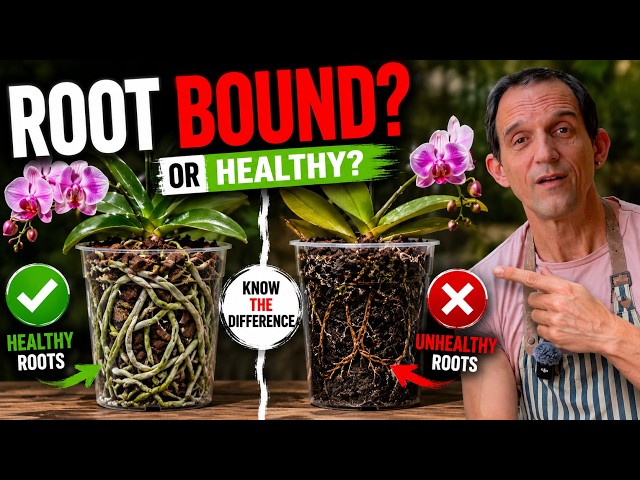 When Is an Orchid REALLY Root Bound? (Most Growers Repot Too Soon)