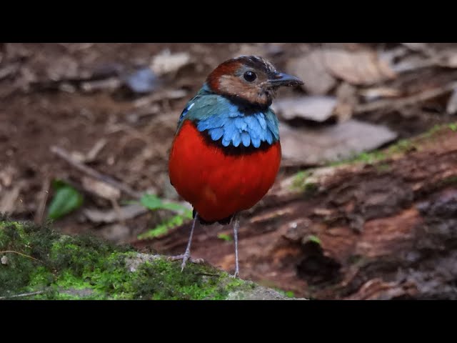 Indonesia   Birding Sulawesi and Halmahera   4K