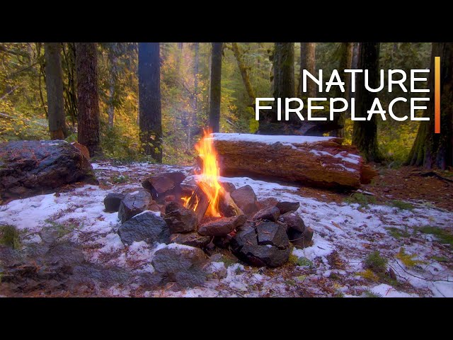Snowy Forest Campfire LIVE Stream | Real Fire Sounds & Late Autumn Atmosphere for Deep Relaxation
