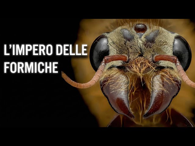 The World's Largest Civilization: The Hidden Empire of Ants