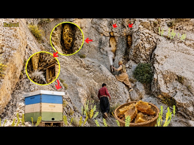 How Nomads Tame Wild Bees; Turn a Wild Colony into Your Hive in 3 Steps