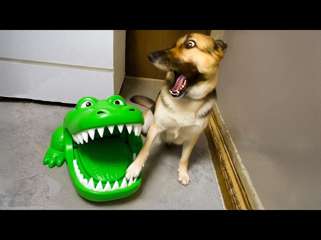 Over-Dramatic Animals Who Deserve an Oscar 😂 Funniest Animal Videos 2025