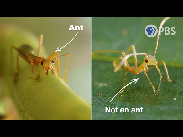 Copycats! This Ant Is Surrounded By Imposters | Deep Look