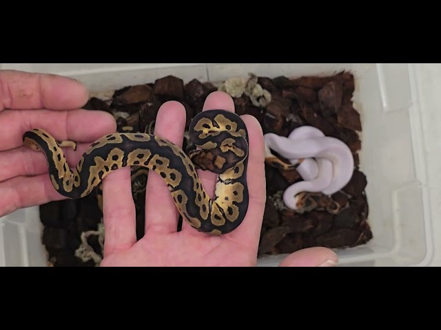 Ball Python Clutch 2026-03 Update 