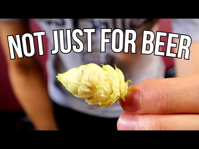 What Are HOPS? (And what to do with them besides making beer?) - Amazing Plants