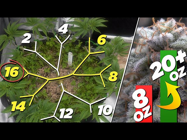 HOW TO MAINLINE: Small Steps, BIG Yields | FULL Training Tutorial [Spider Farmer G12]