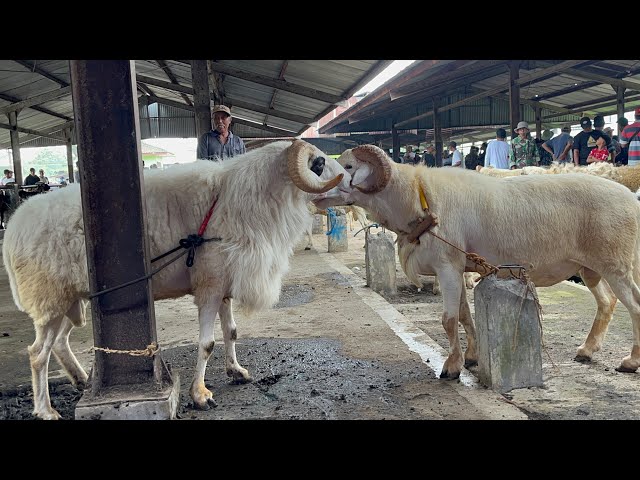 MANY JUMBO SHEEP AT GRABAG MARKET MAGELANG