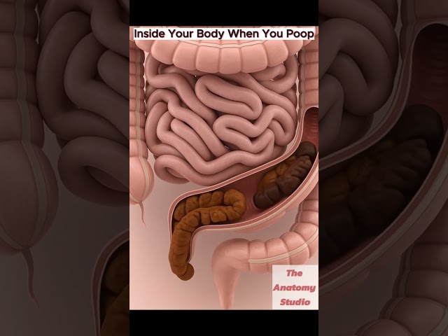 What Happens Inside Your Body When You Poop ｜ Digestive System ｜ Anatomy