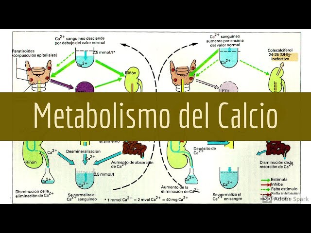 Calcium Metabolism: Summary (4 of 5)