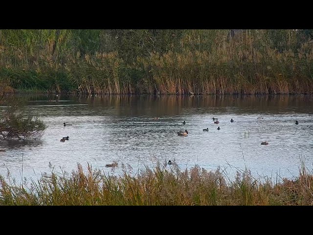 🔴 Aves en DIRECTO · OBSERVATORIO · Reserva Ornitológica Riet Vell, Delta del Ebro