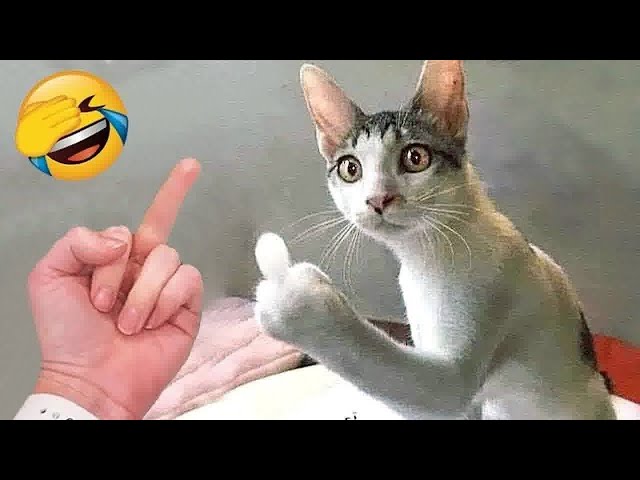 Try Not to Laugh 😂 The Funniest Animals 😹🐶 Part 12