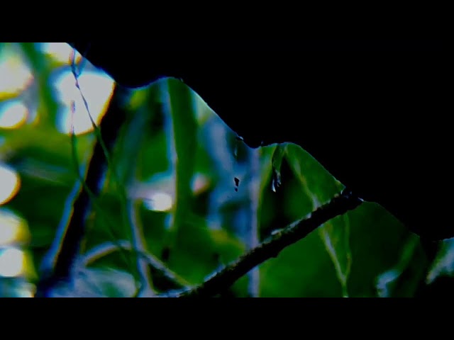 Healing Rain Sounds to Reduce Stress • Calming Nature Ambience for Anxiety Relief