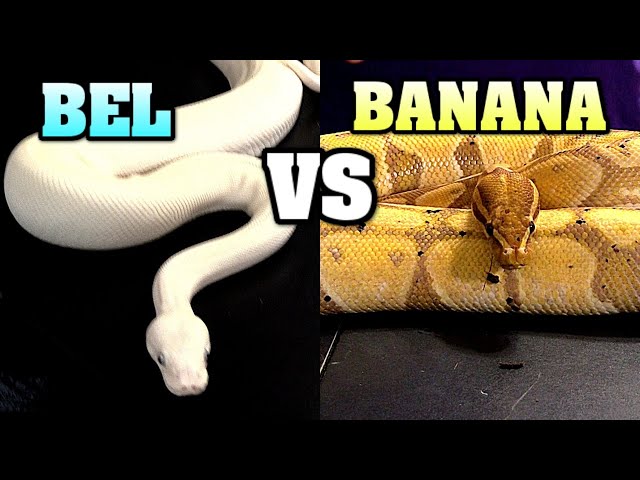 best female??  vote BEL, or banana!  ball python tournament continues!
