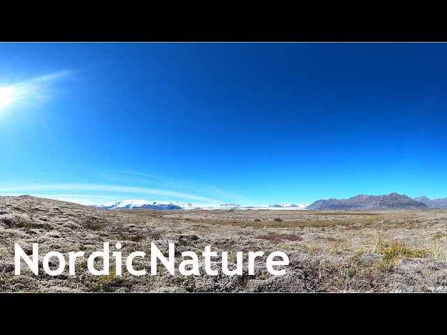 Vatnajökull glacier 360, Iceland, barren land covered in lichen and moss, sheep in the background.