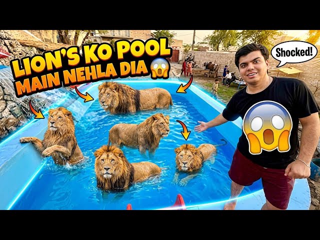 Lion ko Swimming Pool Main Nehla Dia😱 - Mini Zoo 