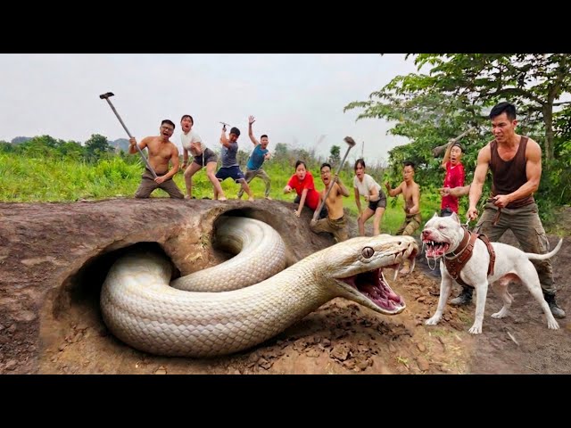 Expert Bravely Digs Up and Captures a Giant White Python