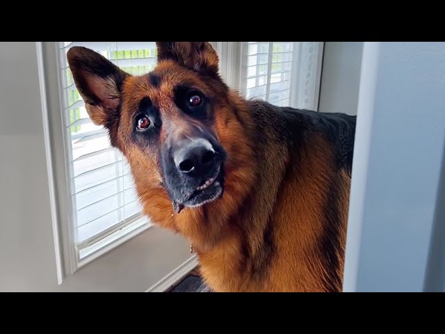 When You Live With a Dog Speaking English Better Than Hooman 😲 Funniest Dogs Video 2025!