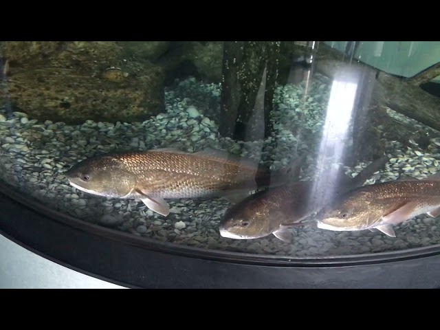 Red Drum Fish and Their Characteristic Drumming Sounds