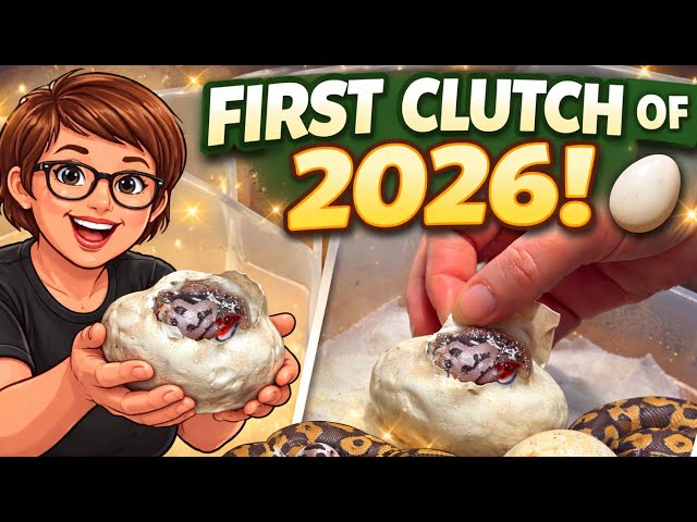 CUTTING Our FIRST Clutch of 2026!🥚 First EVER Double Recessive Hatch!