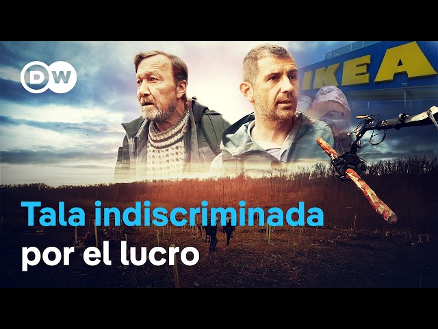 La avaricia por la madera - IKEA y la desaparición del bosque de los Cárpatos | DW Documental