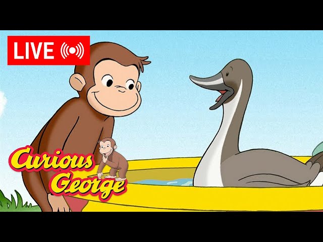 🔴 LIVE Curious George Episodes 🐵 George Loves Ducks! 🦆💛  + MORE Episode Clips!