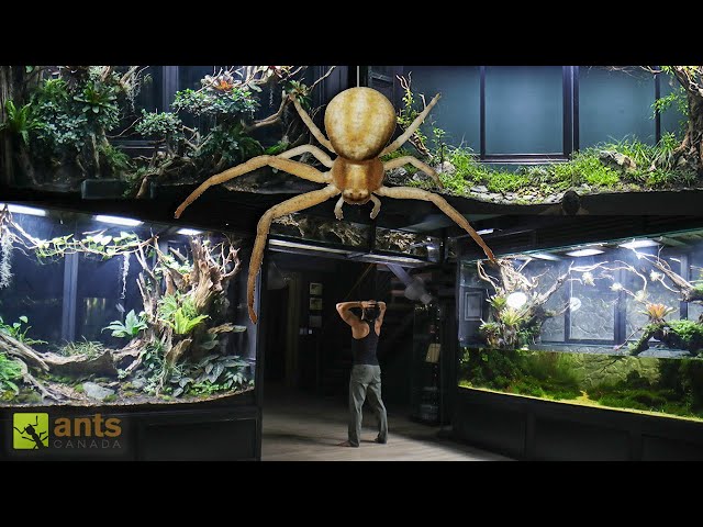 The Age of Arachnids in My Giant Vivariums