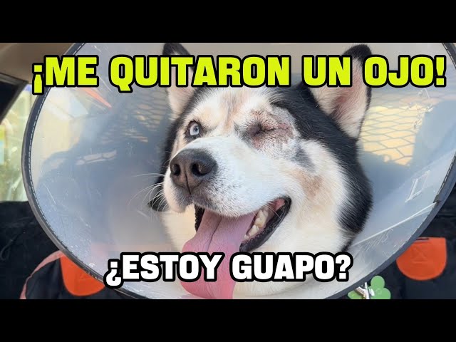 They REMOVED Balto's EYE 😢 and the result LEFT US SPEECHLESS 🐶💔