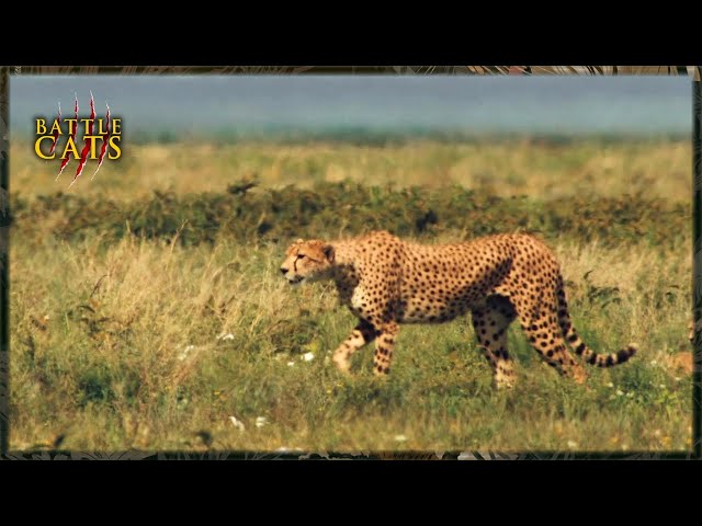 Guinea Fowl vs 5m Rock Python - Nature's Boldest Standoff