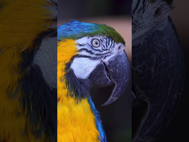 BEST WILD ANIMALS 4K HDR Dolby Vision | 4K Video ULTRA HD 120fps #animals #4kvideo #wildanimals