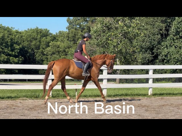 NORTH BASIN (W/T/C), Adoptable Thoroughbred Gelding, New Vocations