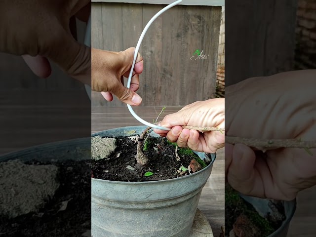 Learning to Create the Basic Sinuous Movement of a Bonsai🌳 #bonsai #plant #garden #asmr #bonsaitihon