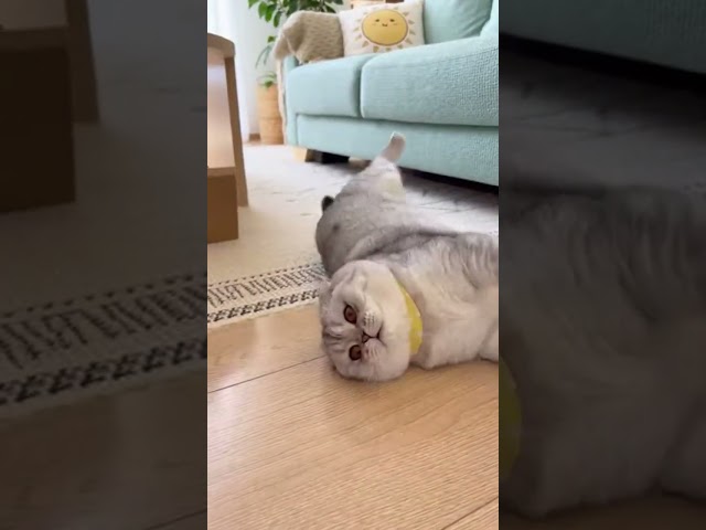 Cat is 50% fur, 50% attitude