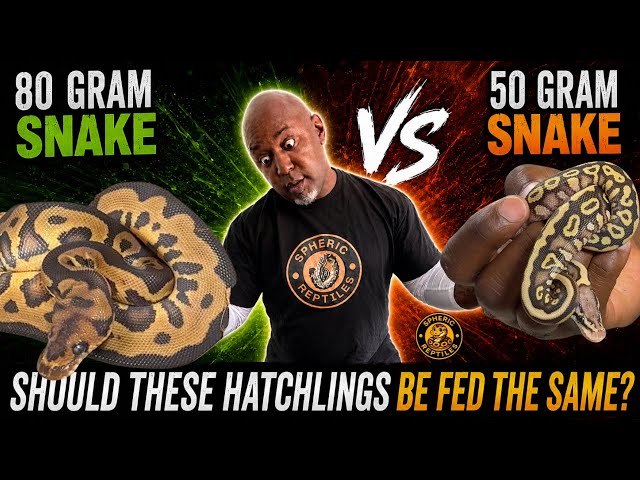 80g vs. 50g Hatchlings: Your Ball Python Hatchlings Should NOT All Be Fed the Same… Here’s Why