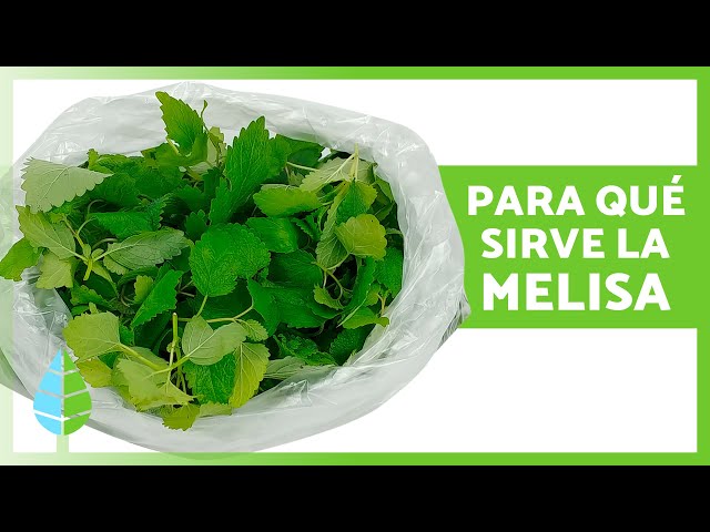 BENEFITS of LEMON BALM 🌿 (Properties, What It's Used For, and Side Effects)