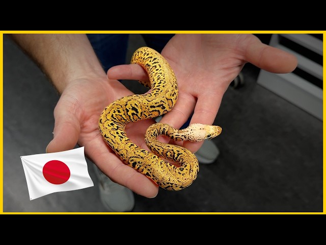 SHOCKED by these Japanese Ball Pythons!