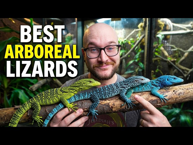 Top 5 Arboreal Lizards