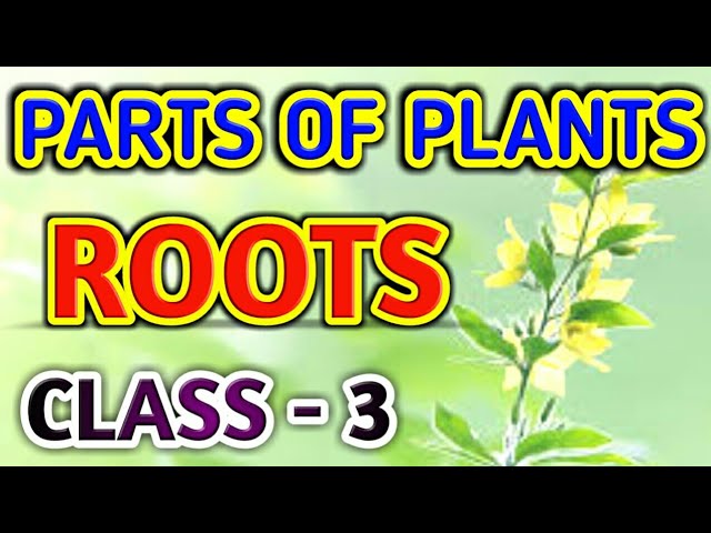 Parts Of Plants || Class 3 SCIENCE