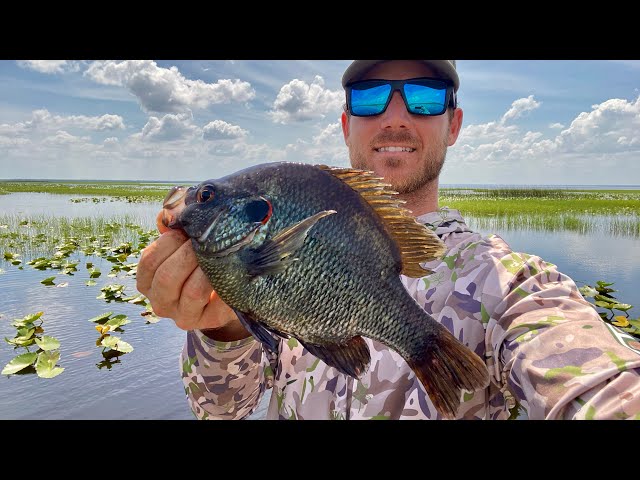 Catching BIG summertime shellcracker and bluegills in Florida