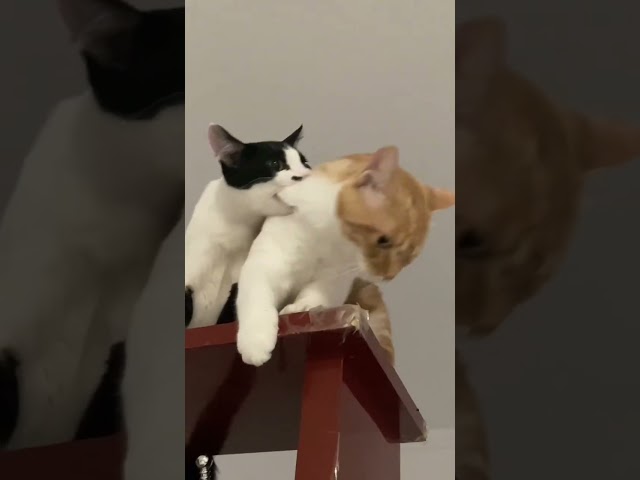 When you have two cats