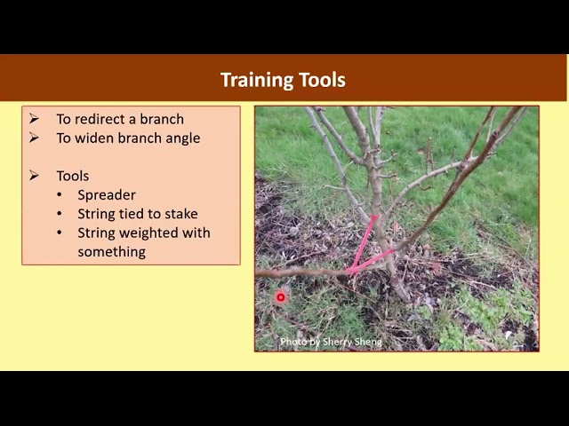 Fruit Tree Pruning with OSU Master Gardeners 2026