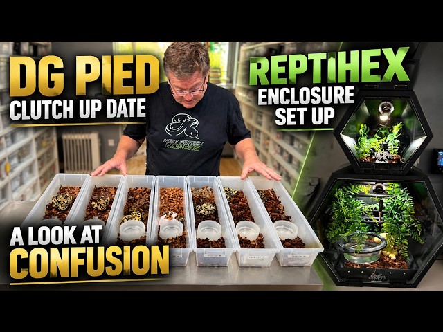 THE POWER OF THE CONFUSION GENES PLUS DG PIED UPDATE AND REPIHEX ENCLOSURE SETS UPS FOR CHRSTMAS