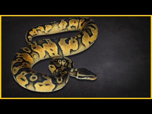 Looking for a new pet snake? Check these out!